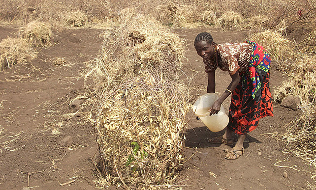 Frau giesst einen Obstbaum, der von dürren Ästen umgeben ist.